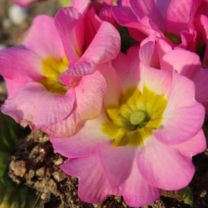 プリムラの春を告げる花を撮影した花写真