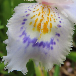 シャガの日陰に咲く文様花を撮影した花写真