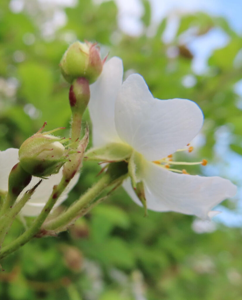 ノイバラが白い花を咲かせています