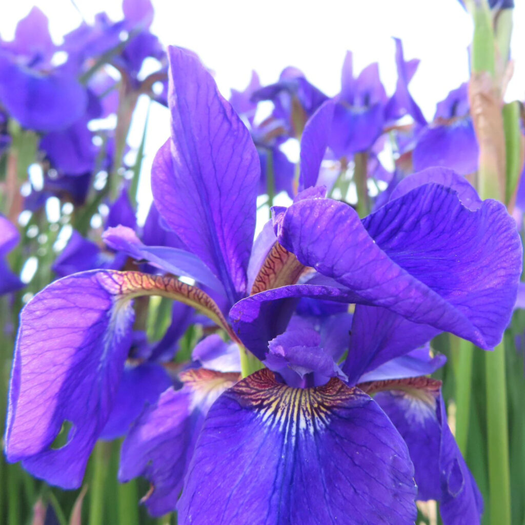 アヤメが紫色の花を咲かせています