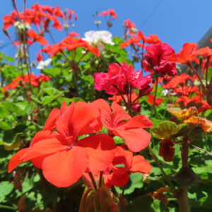 ゼラニウムの天竺葵とくちばし形を撮影した花写真