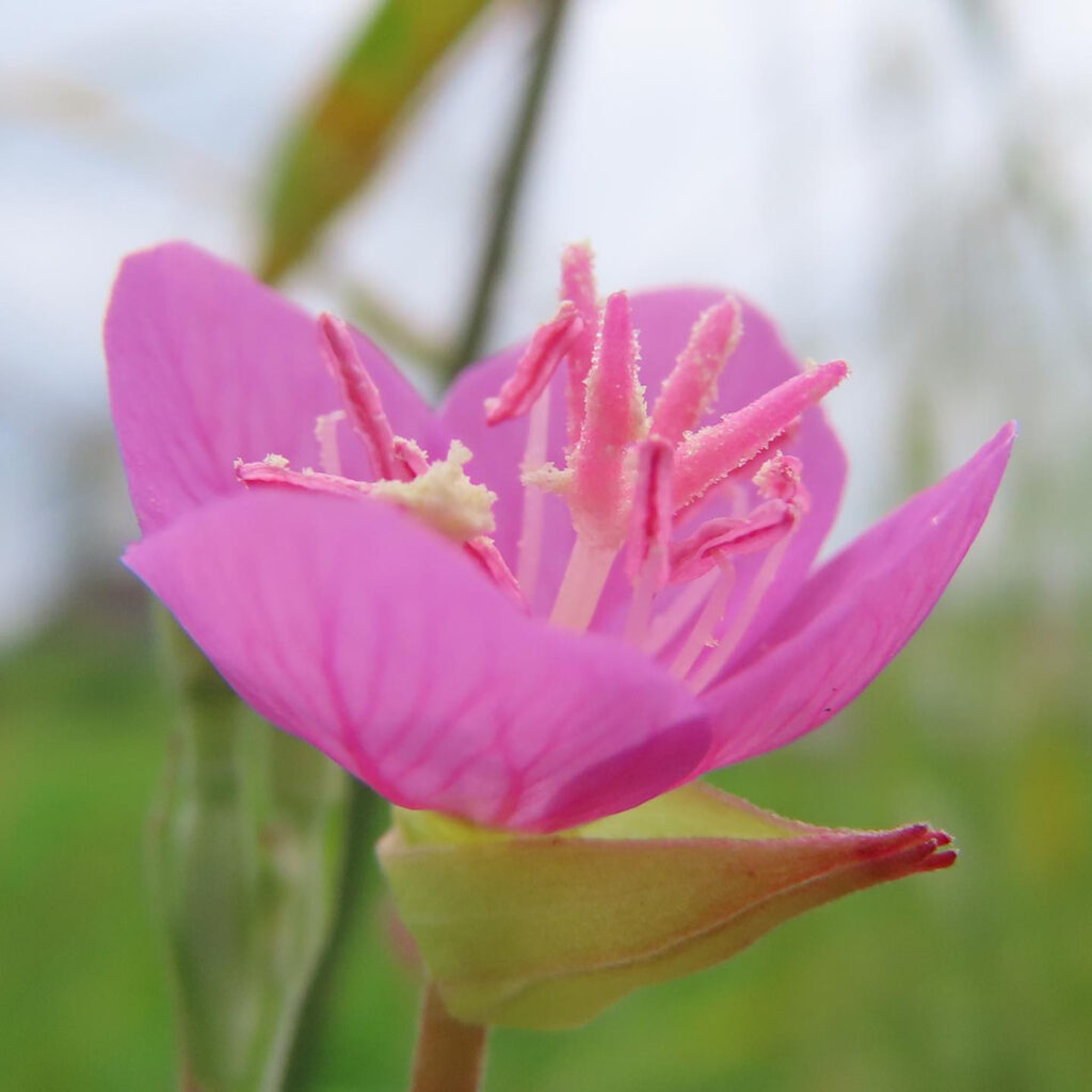 ユウゲショウがピンク色の花を咲かせています