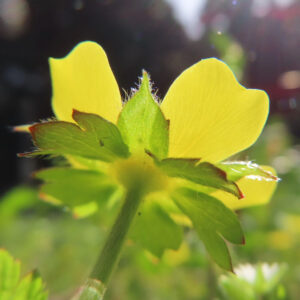 ヘビイチゴの黄色い花を撮影した花写真