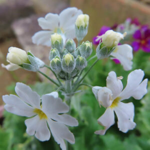 プリムラの春を告げる花を撮影した花写真