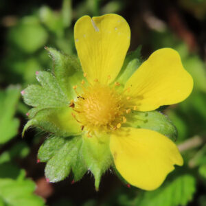 ヘビイチゴの黄色い花を撮影した花写真
