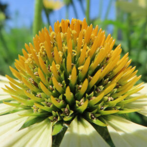 白い花弁のエキナセアを接写した高画質無料写真。緑から黄色に移ろう花心のトゲ状小花が立ち上がり、細部に雄しべのカールも見える