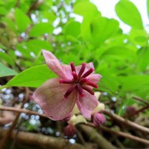 アケビのつるに咲く紫花を撮影した花写真