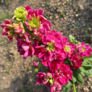 ストックのまっすぐ香る花穂を撮影した花写真