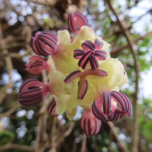 アケビのつるに咲く紫花を撮影した花写真