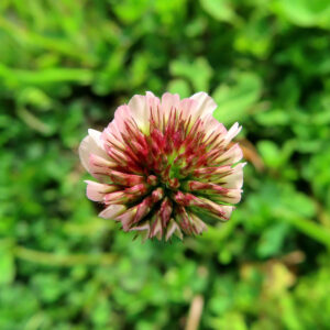 シロツメクサの白詰草とクローバーを撮影した花写真