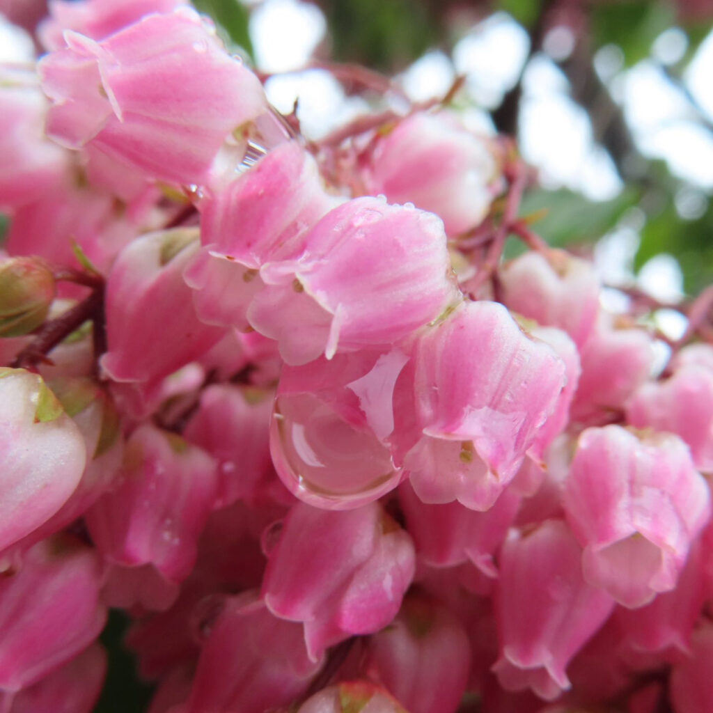 アセビがピンク色の花を咲かせています