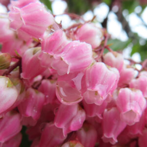 アセビの鈴なりの馬酔木を撮影した花写真