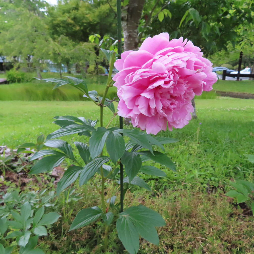 シャクヤクのピンクの花の株全体