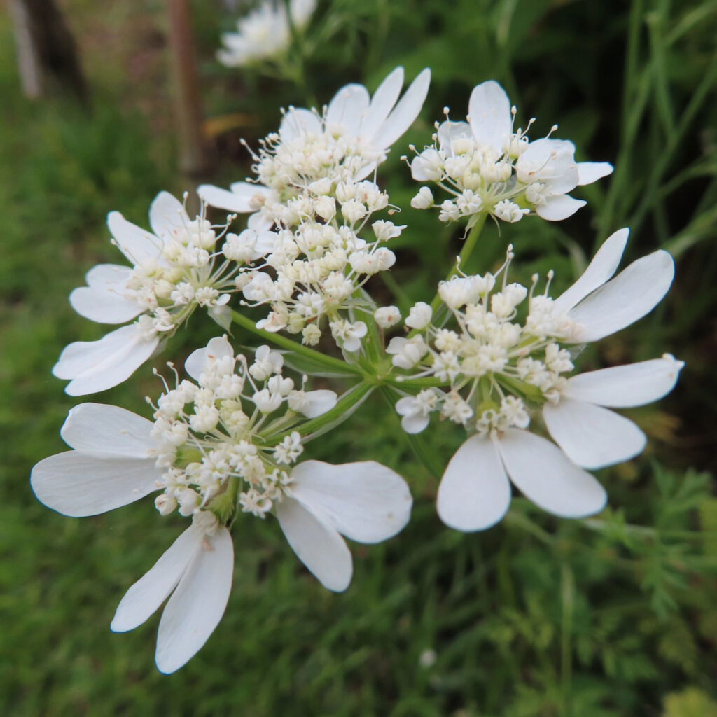 横からの白いオルレアの花