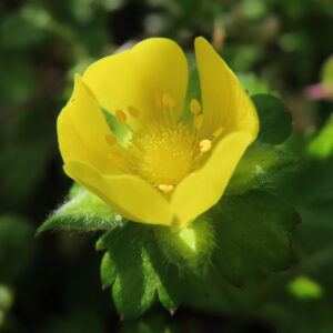 ヘビイチゴの黄色い花を撮影した花写真