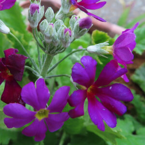 プリムラの春を告げる花を撮影した花写真