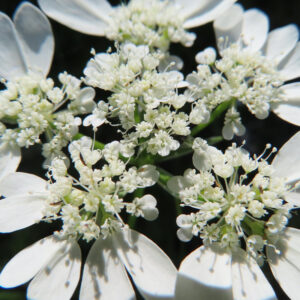 オルレアの白いレース花を撮影した花写真