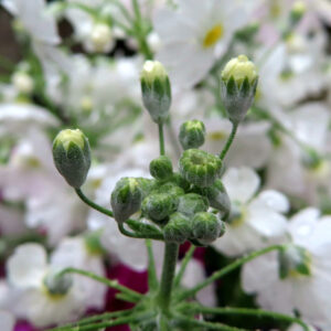 プリムラの春を告げる花を撮影した花写真