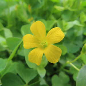 カタバミの片喰の三小葉を撮影した花写真