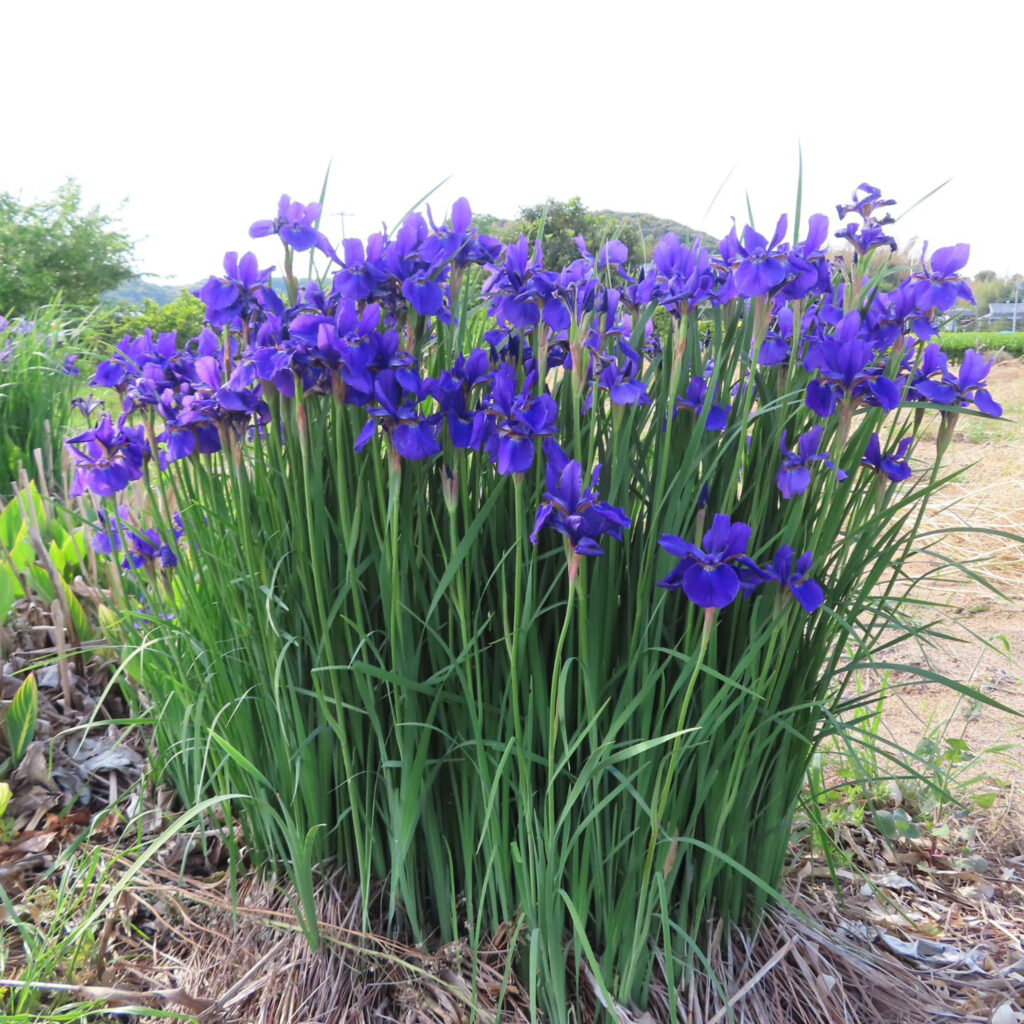 アヤメが紫色の花を咲かせています