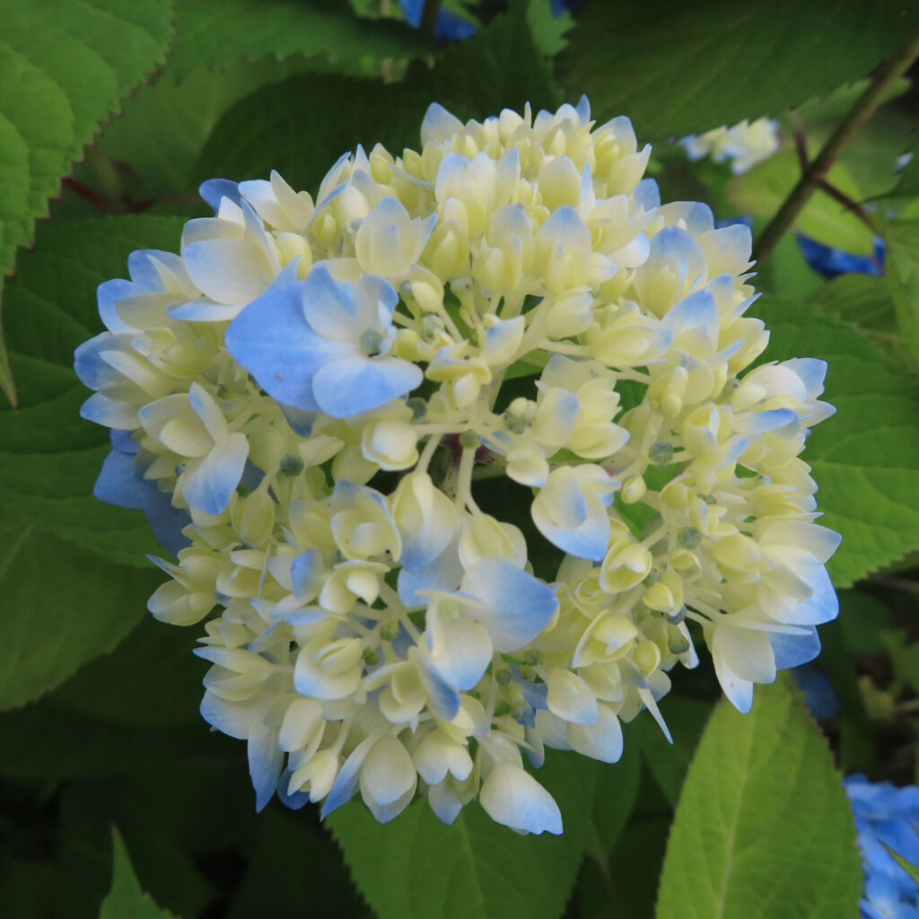 青いアジサイの開花の始まり