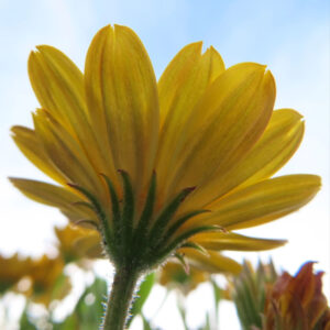 マーガレットの真珠の花を撮影した花写真