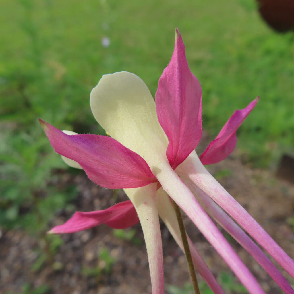 白とピンク色のオダマキの花を後ろから見ています