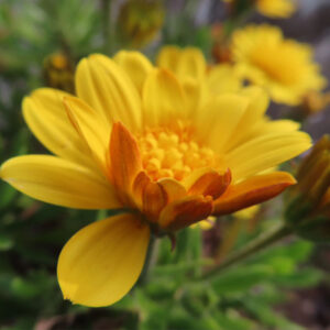 マーガレットの真珠の花を撮影した花写真