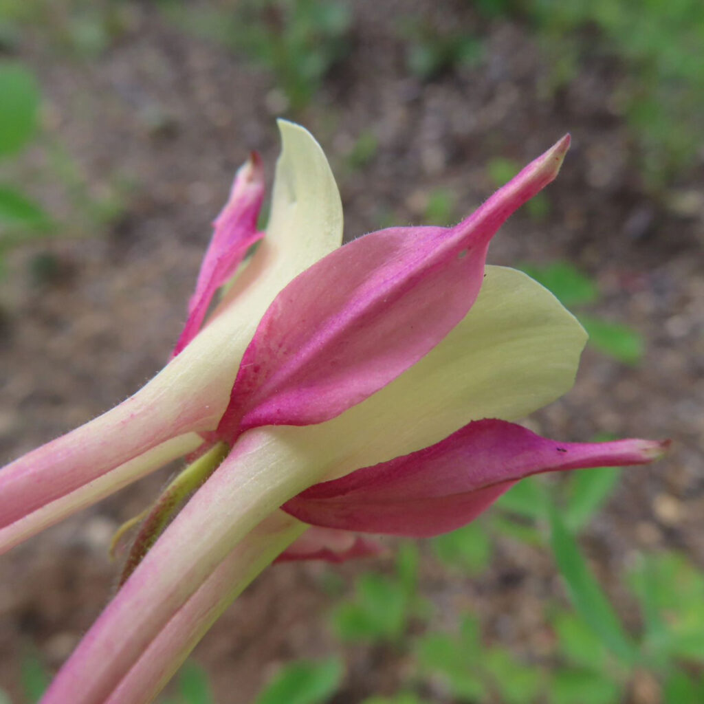 白とピンク色のオダマキの花を後ろから見ています