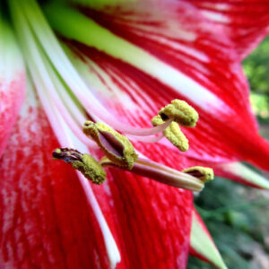 アマリリスの黄色いおしべと赤い花弁をマクロ撮影した鮮明な接写写真。縞模様の花びらが美しく際立つ構図