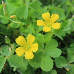 カタバミの片喰の三小葉を撮影した花写真