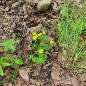 ヘビイチゴの黄色い花を撮影した花写真