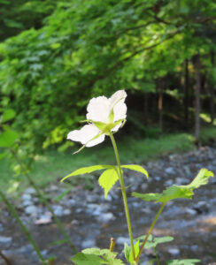 クサイチゴの白花を撮影した花写真