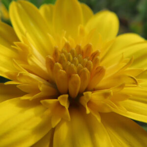 マーガレットの真珠の花を撮影した花写真