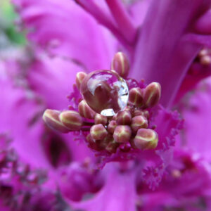 ハボタン（葉牡丹）の中心部をマクロ撮影した写真、紫ピンクのフリル状の花芯と蕾に透明な水滴が乗った幻想的な構図