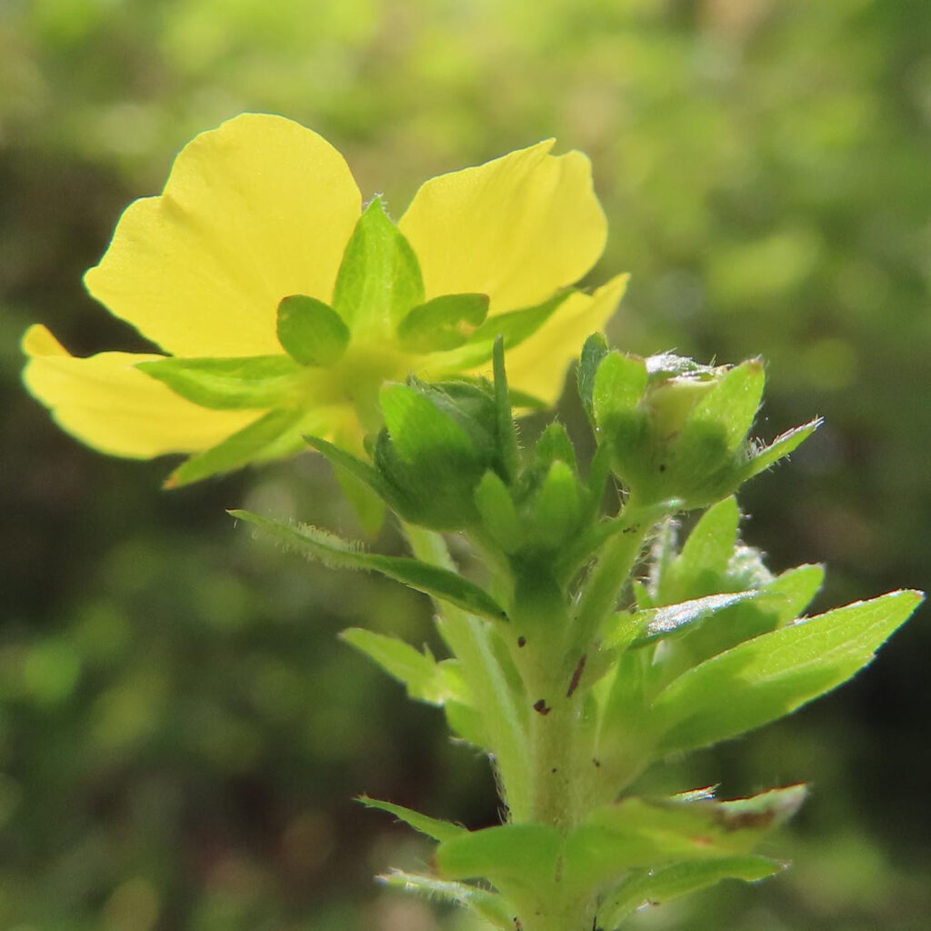 ヘビイチゴが黄色い花を咲かせています