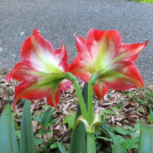 赤と白のアマリリス2輪を後ろから撮影した写真。緑の茎と葉、路面と落ち葉が背景に広がる構図