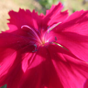 ナデシコの秋の七草を撮影した花写真
