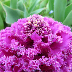 フリル状の花のように咲く濃いピンク色のハボタンのクローズアップ写真｜中心部の蕾と細かな質感が際立つ観賞用葉ボタン