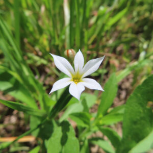 真上から撮影した星型の白いニワゼキショウの花の無料写真
