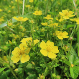 ヘビイチゴの黄色い花を撮影した花写真