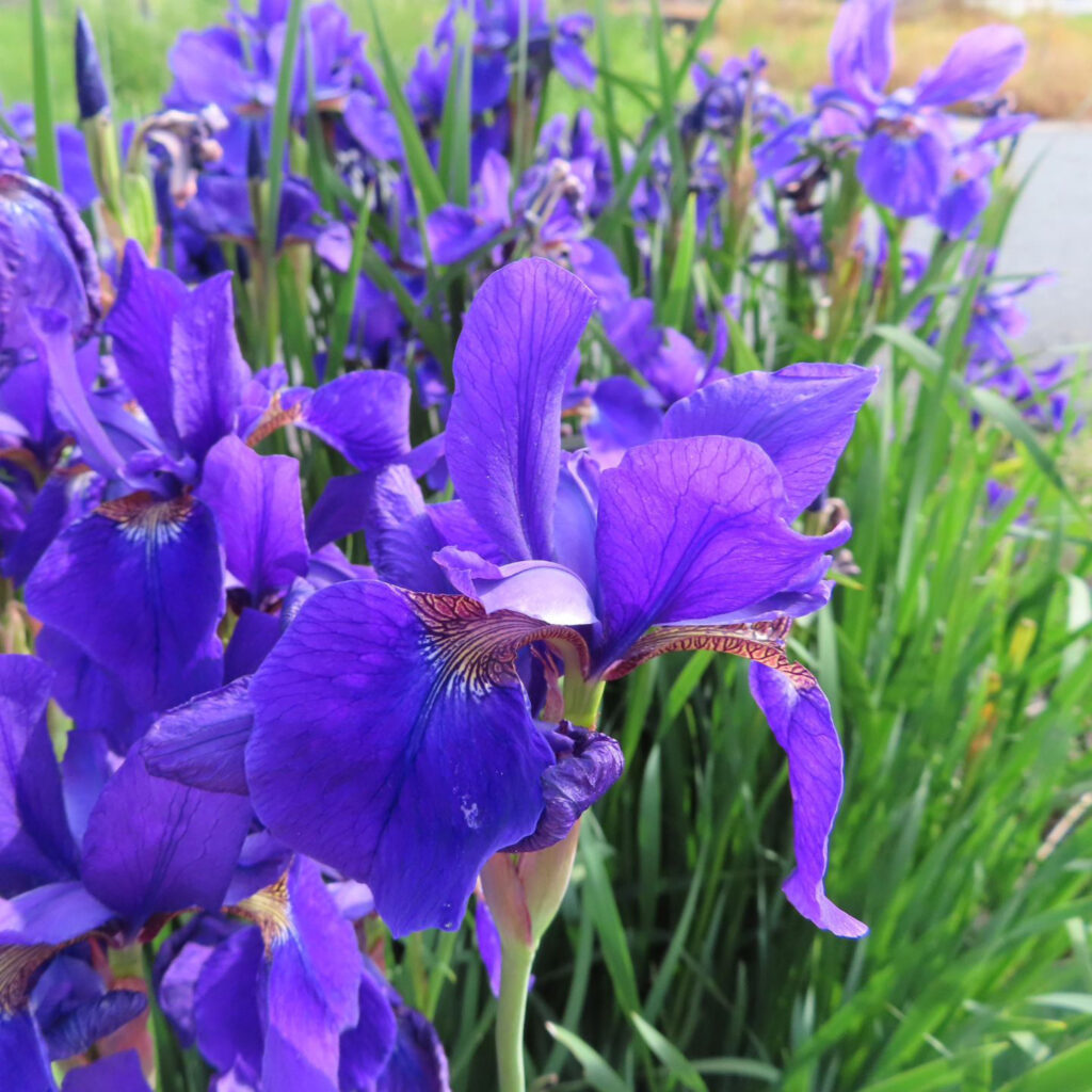 アヤメが紫色の花を咲かせています