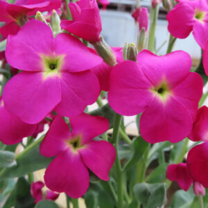 ストックのまっすぐ香る花穂を撮影した花写真