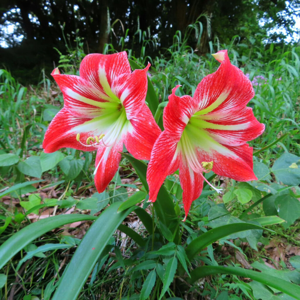 アマリリスが赤い花を咲かせています