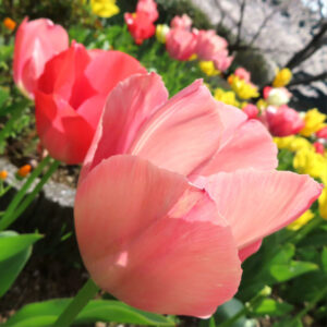 チューリップのターバンに由来する春の球根花を撮影した花写真
