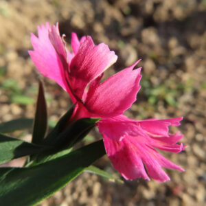 ナデシコの秋の七草を撮影した花写真