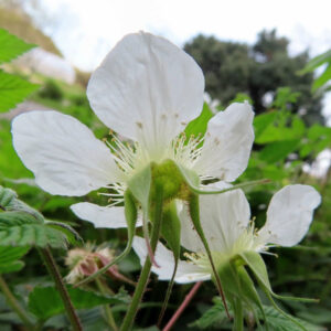 クサイチゴの白花を撮影した花写真