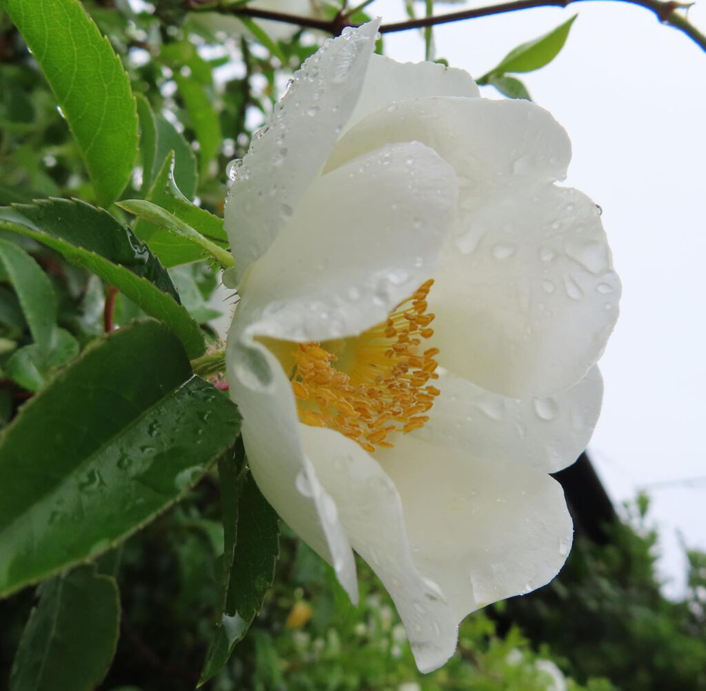 雨に濡れる白いバラ