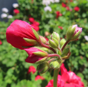 ゼラニウムの天竺葵とくちばし形を撮影した花写真