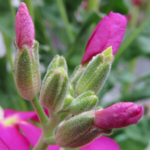 ストックのまっすぐ香る花穂を撮影した花写真